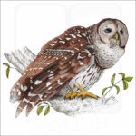 Barred Owl illustration