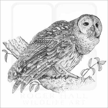 Barred Owl