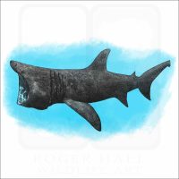 Basking Shark illustration