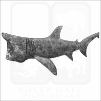 Basking Shark