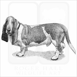 Basset Hound