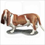 Basset Hound illustration