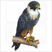 Bat Falcon illustration
