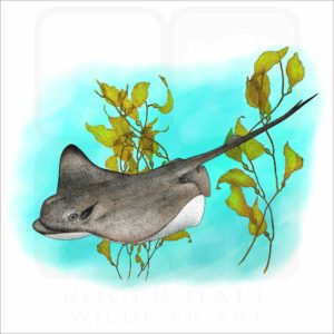Bat Ray illustration