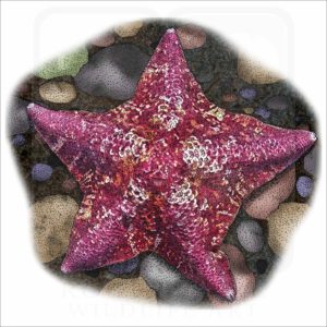 Bat Star Illustration
