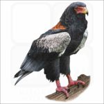 Bateleur Eagle illustration