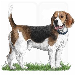 Beagle illustration