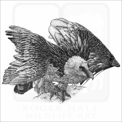 Bearded Vulture