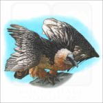 Bearded Vulture illustration