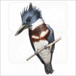 Belted Kingfisher illustration