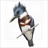 Belted Kingfisher illustration