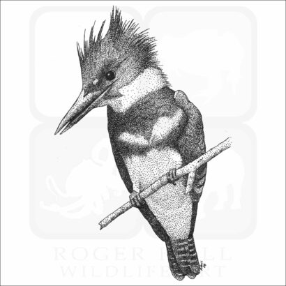 Belted Kingfisher
