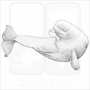 Beluga Whale