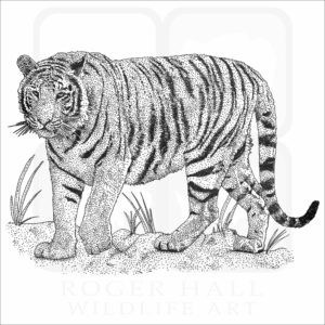 Bengal Tiger