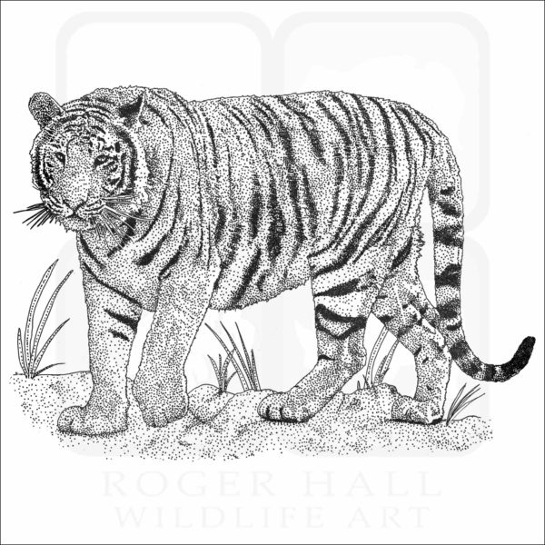Bengal Tiger