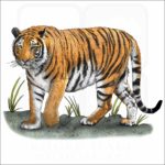 Bengal Tiger illustration