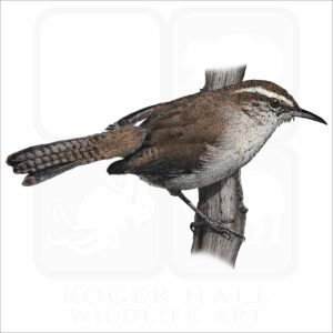 Bewick's Wren illustration