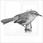 Bewick's Wren