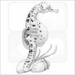 Big Belly Seahorse