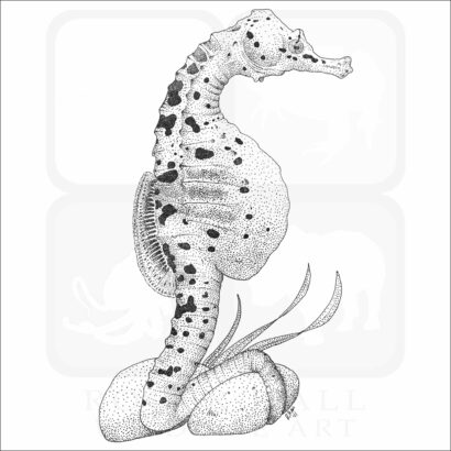 Big Belly Seahorse