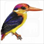 Black-Backed Kingfisher illustration