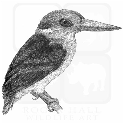 Black-Backed Kingfisher