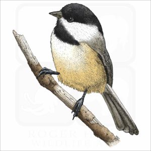 Black-Capped Chickadee illustration