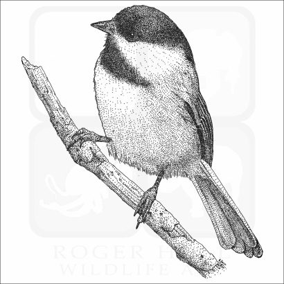 Black-Capped Chickadee