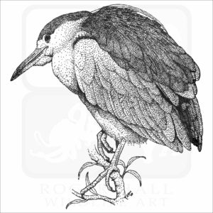 Black-Capped Night Heron illustration