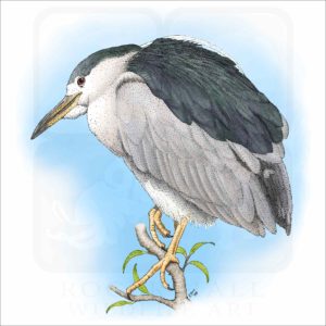Black-Capped Night Heron illustration