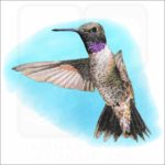 Black-Chinned Hummingbird illustration