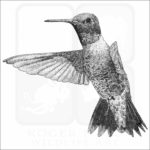 Black-Chinned Hummingbird