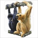 Black Crested Gibbons illustration