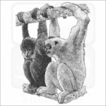 Black Crested Gibbons