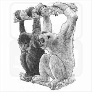 Black Crested Gibbons