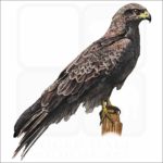 Black Falcon illustration