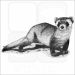 Black-Footed Ferret