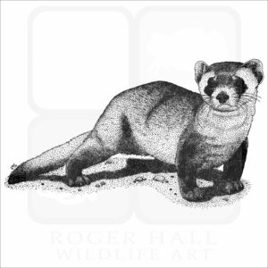 Black-Footed Ferret
