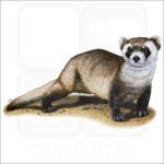 Black-Footed Ferret illustration