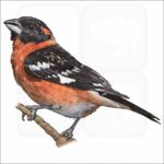 Black-Headed Grosbeak illustration