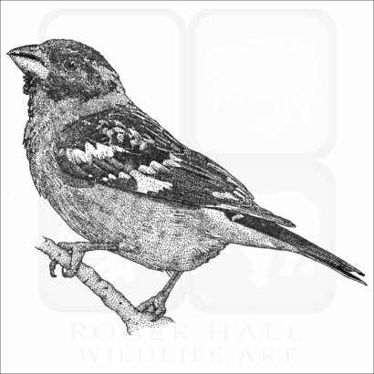 Black-Headed Grosbeak