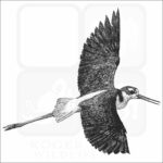 Black-Necked Stilt