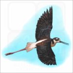 Black-Necked Stilt illustration