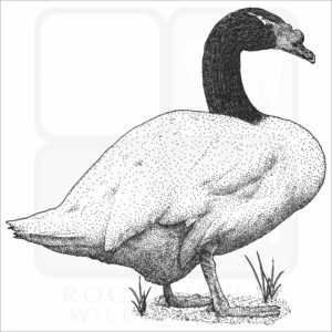 Black-Necked Swan