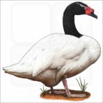 Black-Necked Swan illustration