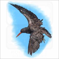 Black Oystercatcher illustration