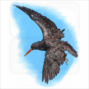 Black Oystercatcher illustration