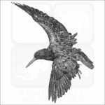 Black Oystercatcher