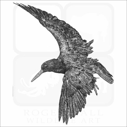 Black Oystercatcher