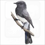 Black Phoebe illustration